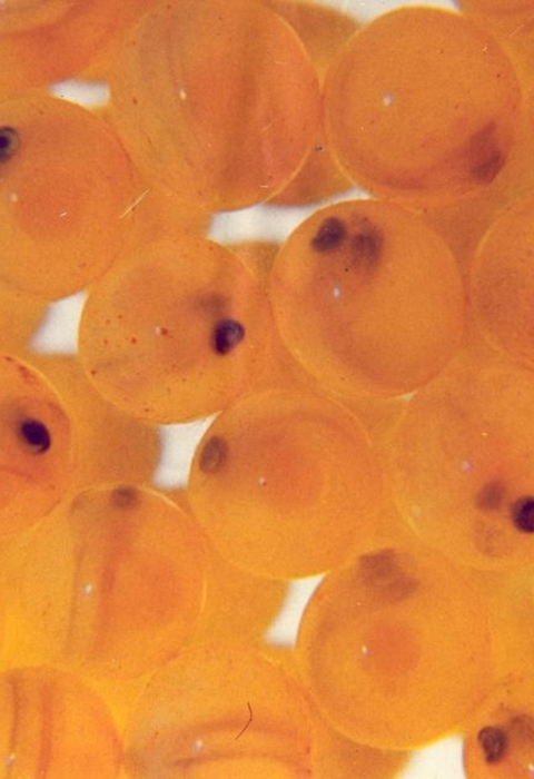 Eyed Atlantic Salmon eggs