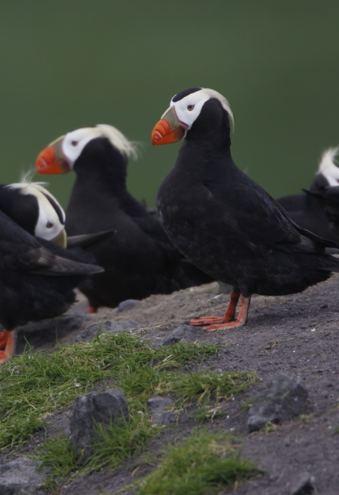 A group of Tufted Puffins - chunky, black bodied, white faced, orange footed, and yellow-tufted seabirds - stand atop a grassy rock