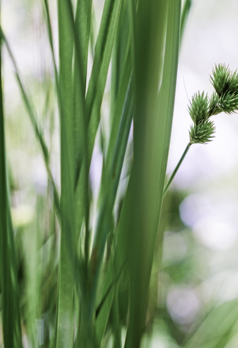 A sedge seed head with several sedge leaves, one of which has a small spider on it