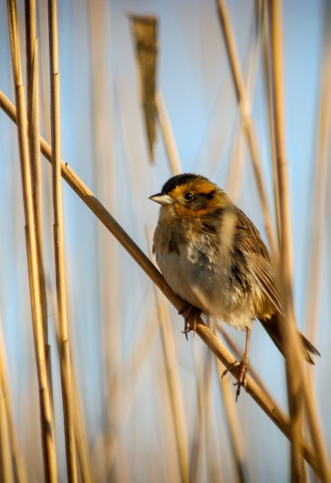 A saltmarsh sparrow perched on a reed