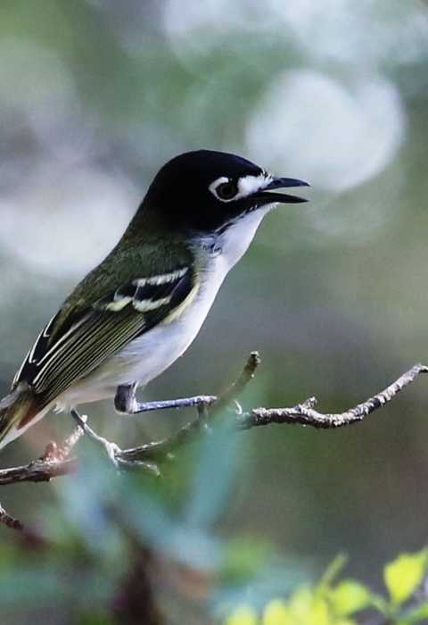 A single black-capped vireo sits on a tree branch