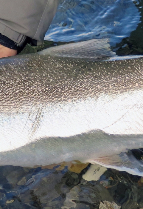 a big silver colored fish