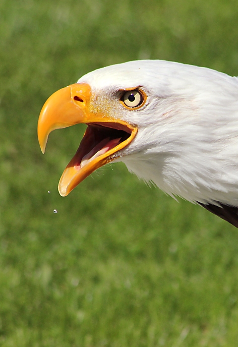 Head shot of bald eagle - white head, yellow beak, and brown body of feathers