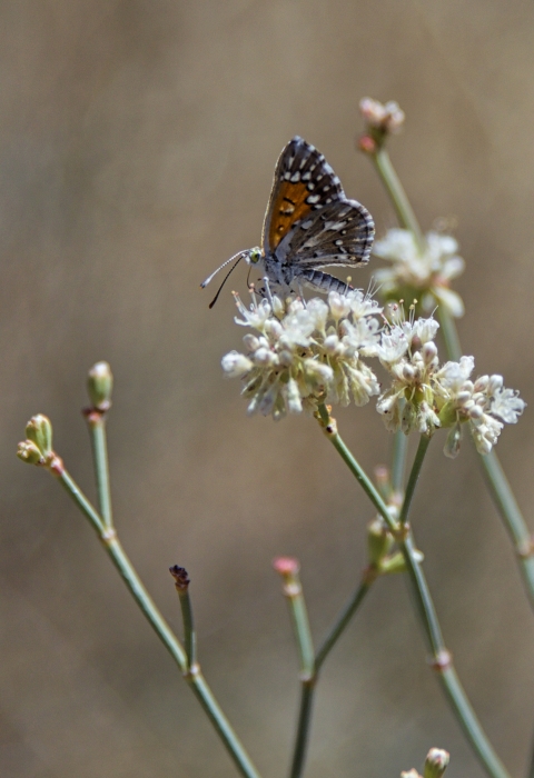 Butterfly resting on flower.