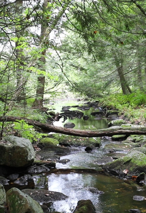 a stream flows around moss covered rocks through an evergreen forest.