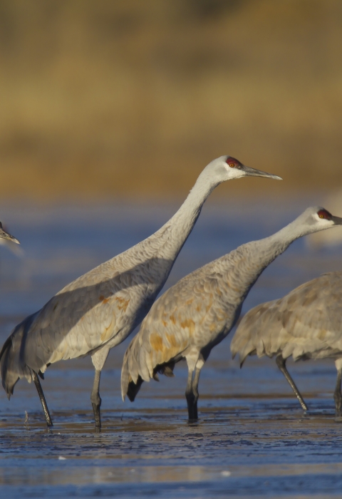 eight sandhill cranes stand in a shallow wetland with grasses in the background