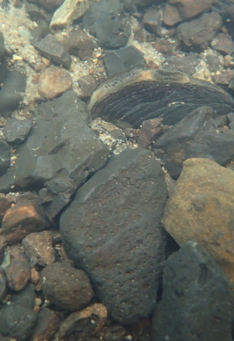 Gray and Brown rock and pebble substrate in the Little Canoe Creek