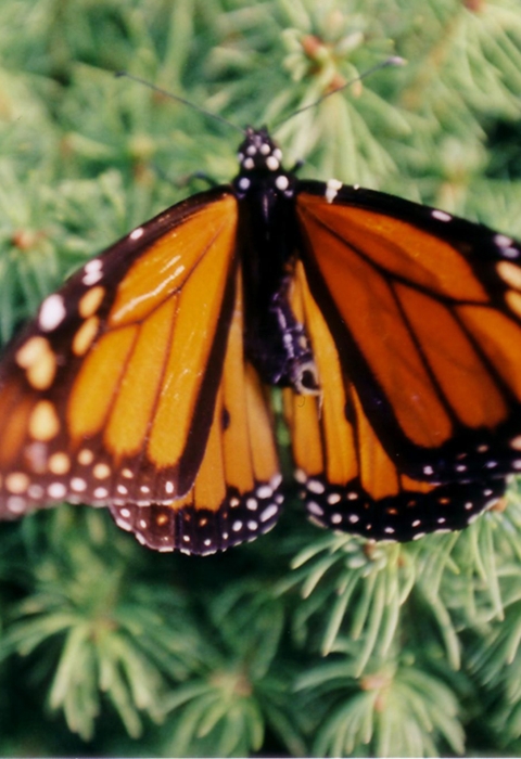 Monarch butterfly