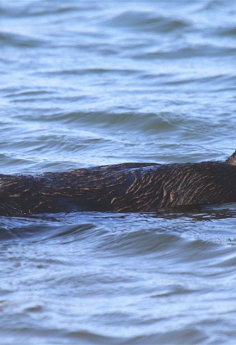 A sea otter floating on its back in the water