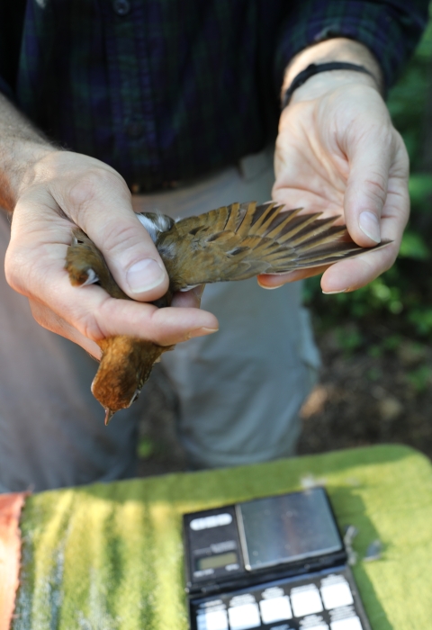 a biologist extends a songbird's wing for measurement before banding it