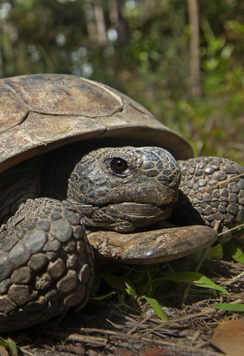 gopher tortoise crawling across forest floor