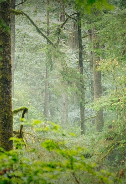 A lush redwood forest near Crescent City, CA