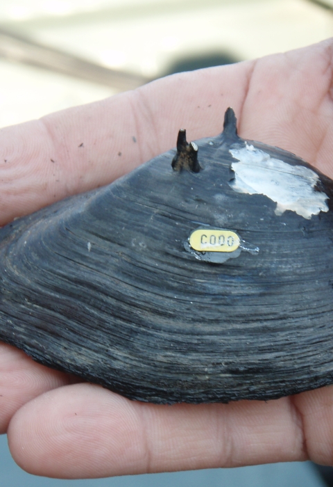 Person holding a freshwater mussel shell with three small spines on the top surface and a small gold tag with numbers