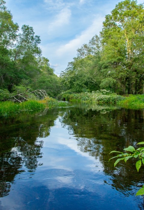 A river bordered by green shrubs and trees and a blue sky with white clouds reflected in the water's surface