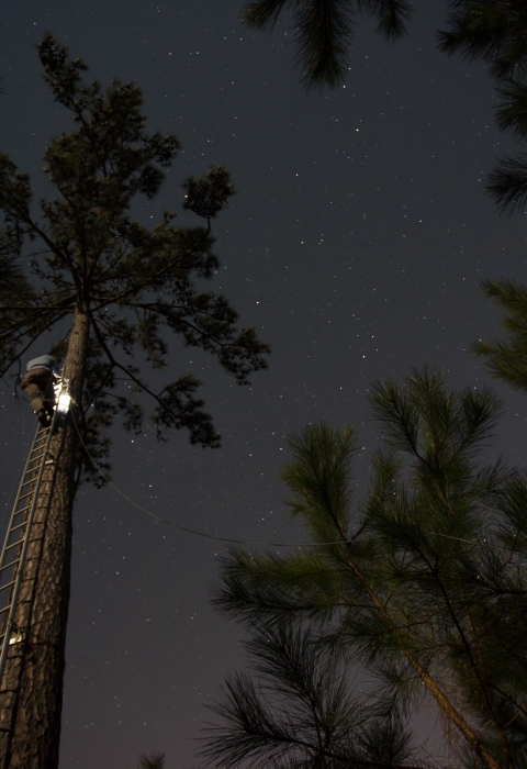 A person climbs a ladder up the side of a tall tree at night