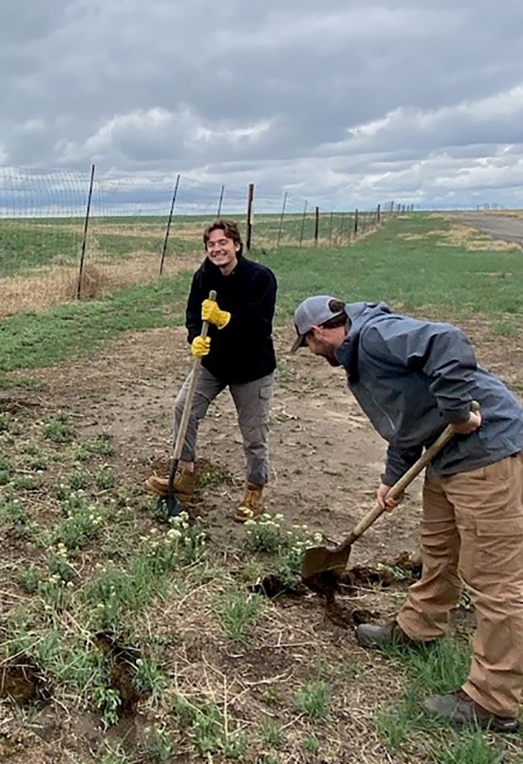 crew of four people with shovels digging into a path of invasive plants
