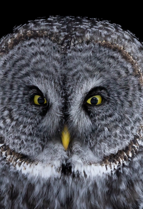 Closeup of a great gray owl face on black background