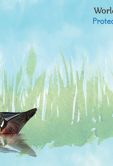World Migratory Bird Day Banner with the words: Protect Insects, Protect Birds with 3 birds and 2 insects
