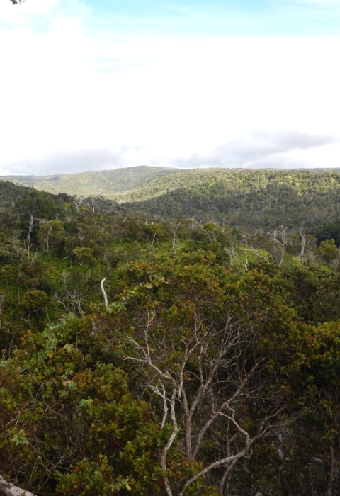 a hawaiian forest 