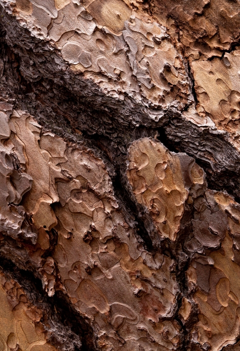 Close up of the bark of a Ponderosa Pine