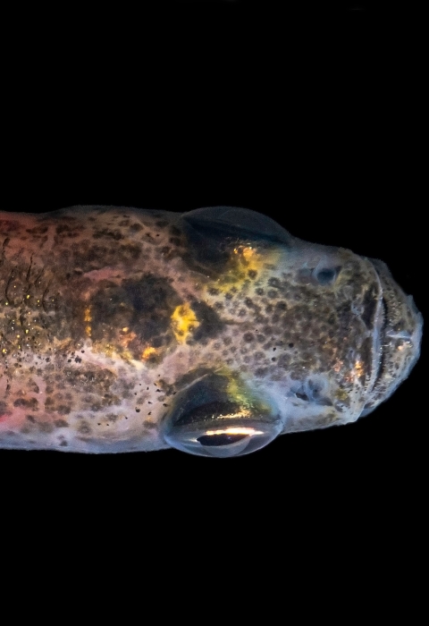 a fish on a black background