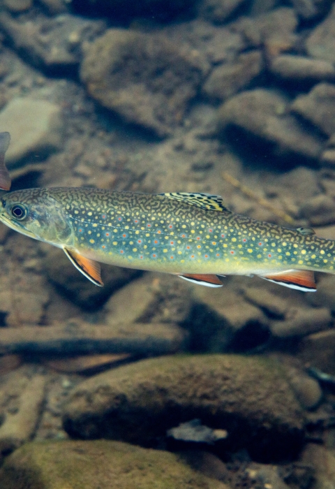 a group of dark green fish with yellow spots and orange fins swims above a rocky stream bed