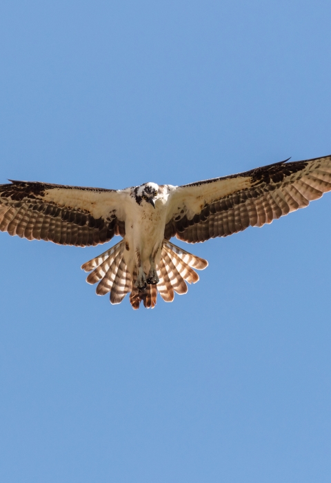 a large black and white bird in flight with outstretched wings