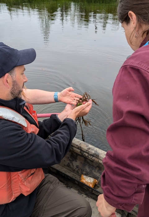 Researchers holding aquatic vegetation from the lake while sitting on the side of a boat.