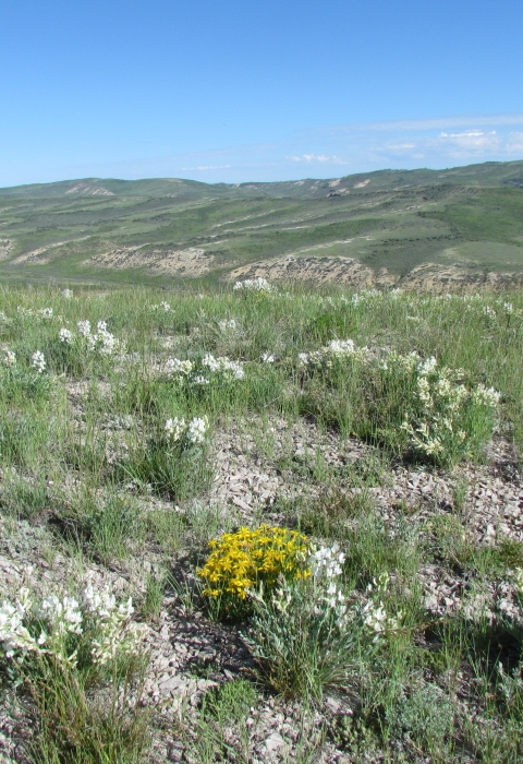white flowers and sagebrush across rolling green hills with blue sky