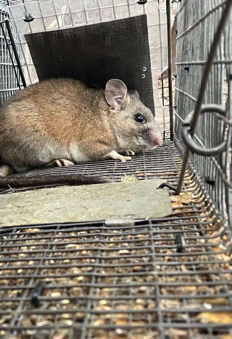a riparian woodrat in a cage trap used by the Service
