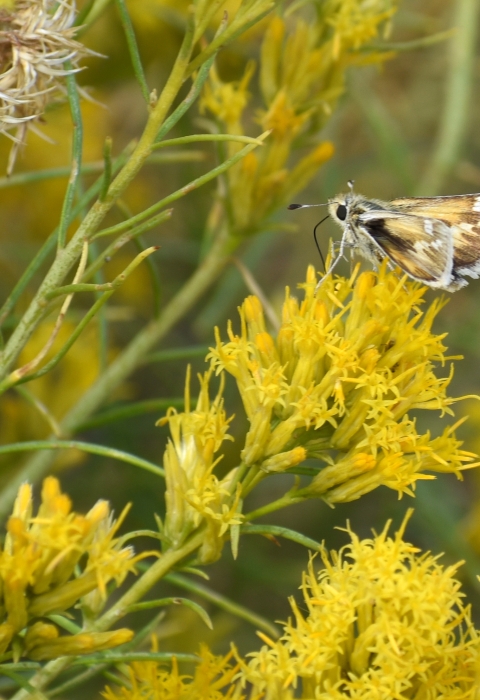 A yellow and brown moth on a yellow and green plant