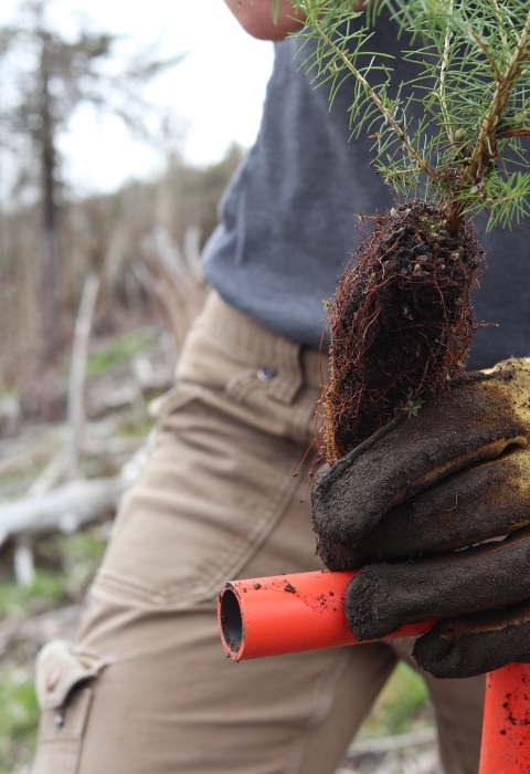 Person holding the small root ball of a small tree with a gloved hand