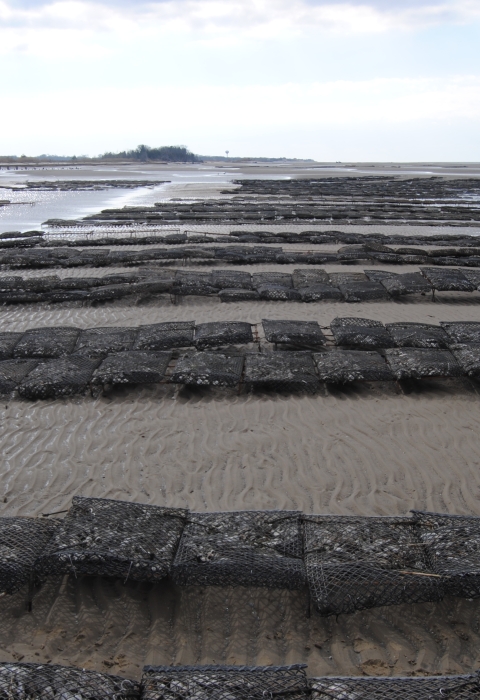 Aquaculture Racks on Tidal Flats