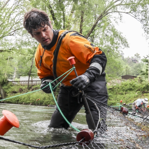 Man standing in a stream tying a length of rope to a stretch of rebar holding a net in place