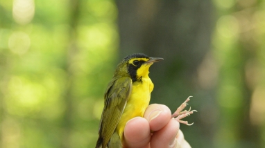 An image of a Kentucky Warbler held by a biologist.