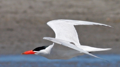 Caspian tern flying