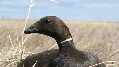 Pacific Brant on tundra