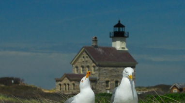 Gulls at Lighthouse