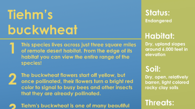 Tiehm's buckwheat