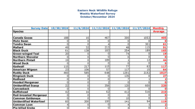 ENNWR Waterfowl Survey November 2024