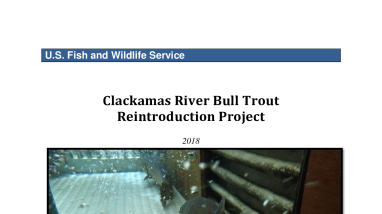 Clackamas River Bull Trout Reintroduction Project 2018