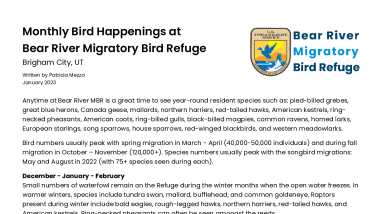 Monthly Bird Happening at Bear River Migratory Bird Refuge