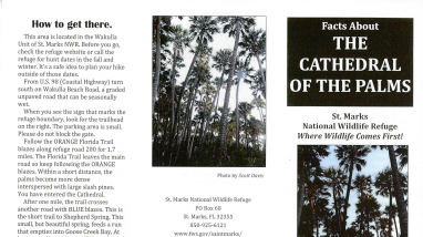 Cathedral of Palms