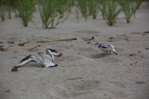 two birds on the beach