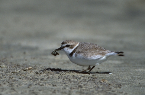 Western Snowy Plover