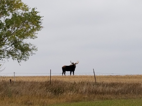 Bull Moose