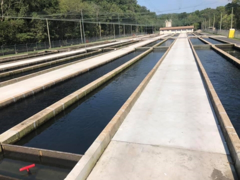 Raceway's at Norfork National Fish Hatchery