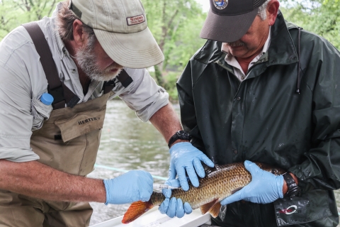 One biologist holds a fish while another injects it with a unique identifying tag