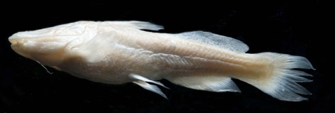 a Satan eurystomus in profile