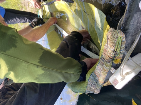 Using a nylon bag, researchers can lift a musky out of the water to take measurements and collect genetic samples.&nbsp;&nbsp;